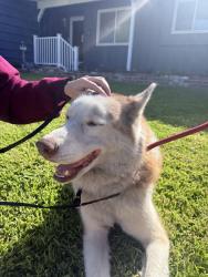 Found/Stray Male Dog last seen La habra animal control, La Habra, CA 90631