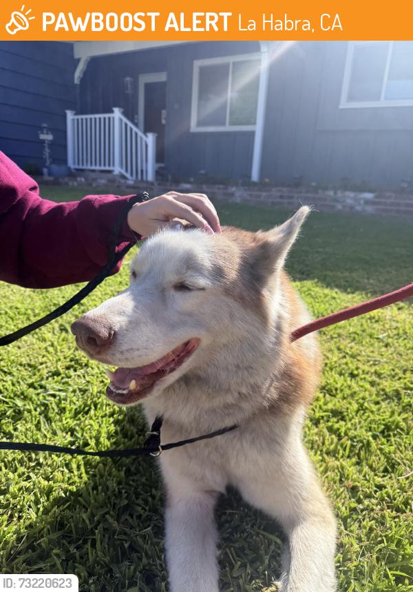 Found/Stray Male Dog last seen La habra animal control, La Habra, CA 90631