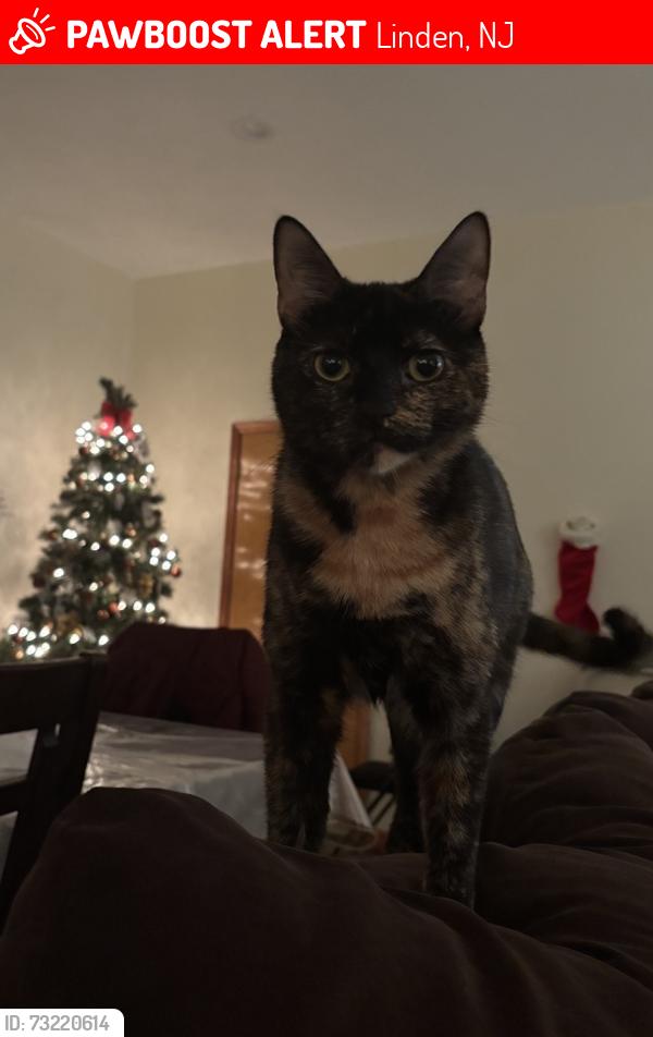 Lost Female Cat last seen W Price St. & Donaldson Pl. Linden, NJ, Linden, NJ 07036