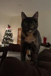 Lost Female Cat last seen W Price St. & Donaldson Pl. Linden, NJ, Linden, NJ 07036