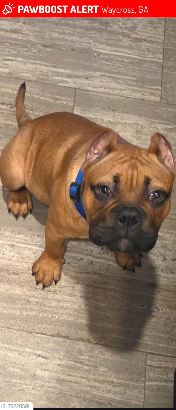 Lost Male Dog last seen Hampton Ave & Colquitt st, Waycross, GA 31501