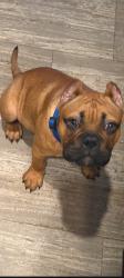 Lost Male Dog last seen Hampton Ave & Colquitt st, Waycross, GA 31501