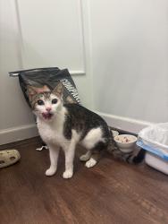 Found/Stray Female Cat last seen Mallard drive Chambersburg, PA 17202, Franklin County, PA 17235