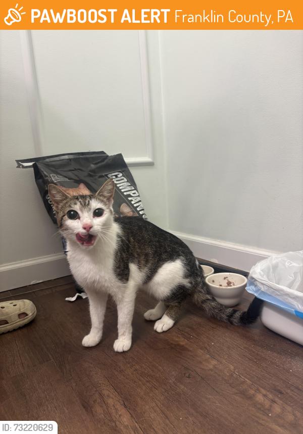 Found/Stray Female Cat last seen Mallard drive Chambersburg, PA 17202, Franklin County, PA 17235