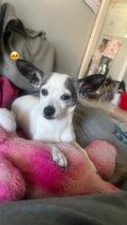 Lost Female Dog last seen Edward Waters University, Jacksonville, FL 32204