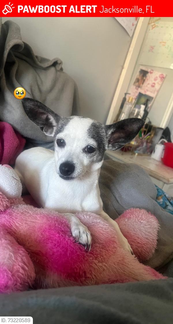 Lost Female Dog last seen Edward Waters University, Jacksonville, FL 32204
