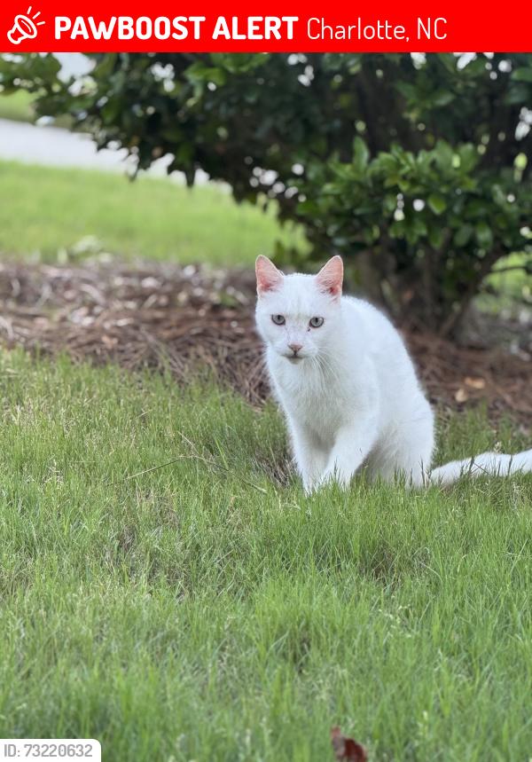 Lost Male Cat last seen Osprey knoll ct, Charlotte, NC 28269