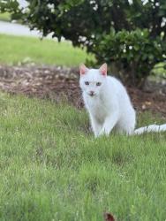 Lost Male Cat last seen Osprey knoll ct, Charlotte, NC 28269