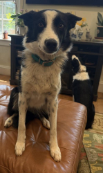 Reunited Female Dog last seen Abbotts Creek Church Rd High Point Country Club - Willow Creek., High Point, NC 27265