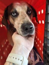 Found/Stray Male Dog last seen Hwy 101, Leonard Rd Intersection Duncan,SC, Spartanburg County, SC 29334