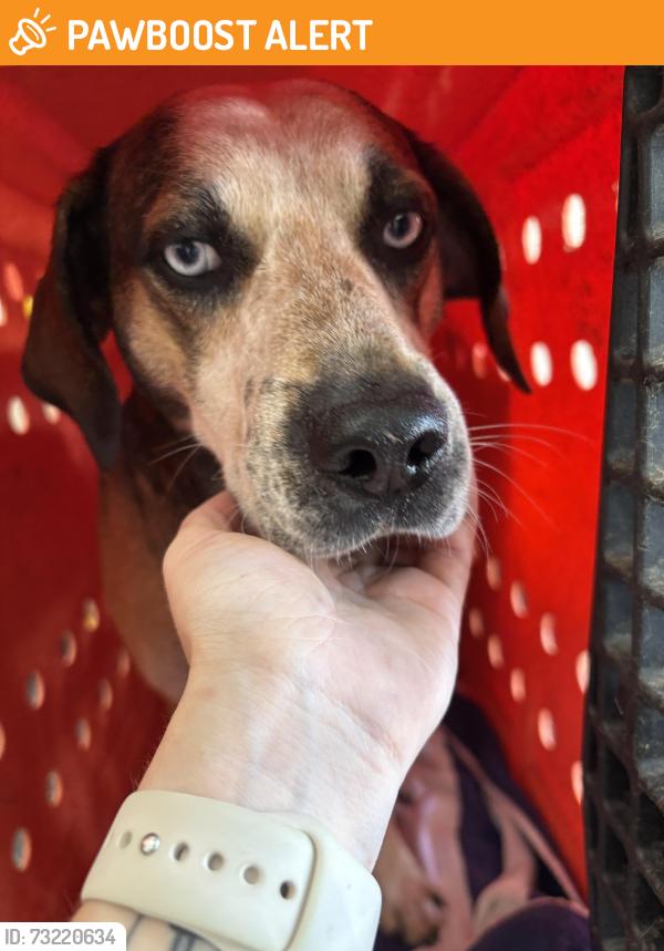 Found/Stray Male Dog last seen Hwy 101, Leonard Rd Intersection Duncan,SC, Spartanburg County, SC 29334