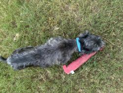 Reunited Male Dog last seen Brenwood Park, Brenwood Park, TX 77449