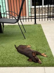 Lost Male Dog last seen Wal-Mart, Detroit, MI 48228