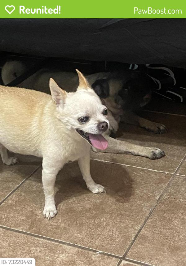 Reunited Male Dog last seen Riverside, prospect ave, Riverside, CA 92507