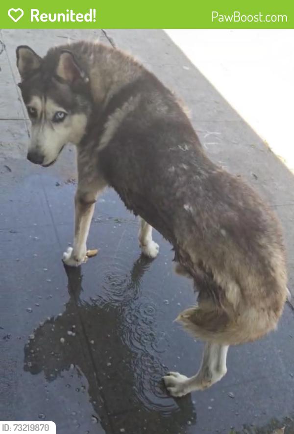 Reunited Male Dog last seen Long Beach Blvd and Compton, Compton, CA 90221