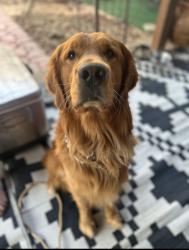 Reunited Male Dog last seen Tavern Oaks/Rowe Dr., San Antonio, TX 78247