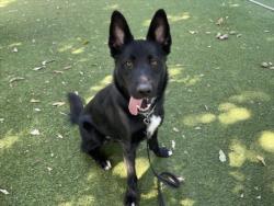 Shelter Stray Male Dog last seen , 14409 Vanowen St, Van Nuys, CA 91405, USA