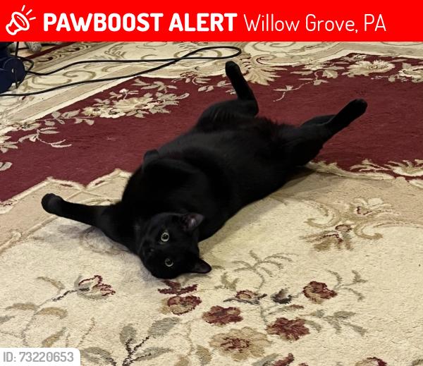 Lost Male Cat last seen Near carrell lane, Willow Grove, PA 19090