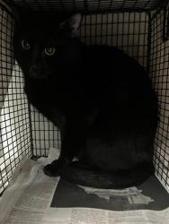 Shelter Stray Male Cat last seen , 14409 Vanowen St, Van Nuys, CA 91405, USA