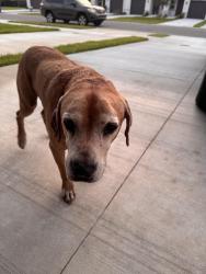 Found/Stray Male Dog last seen North forum reserves homes, Fort Myers, FL 33905