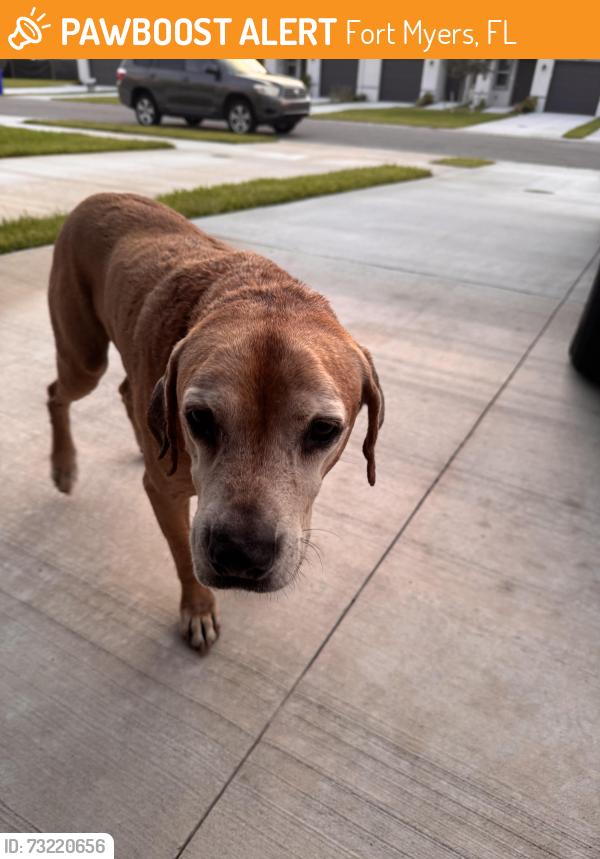 Found/Stray Male Dog last seen North forum reserves homes, Fort Myers, FL 33905