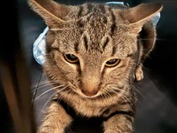 Shelter Stray Female Cat last seen , 14409 Vanowen St, Van Nuys, CA 91405, USA
