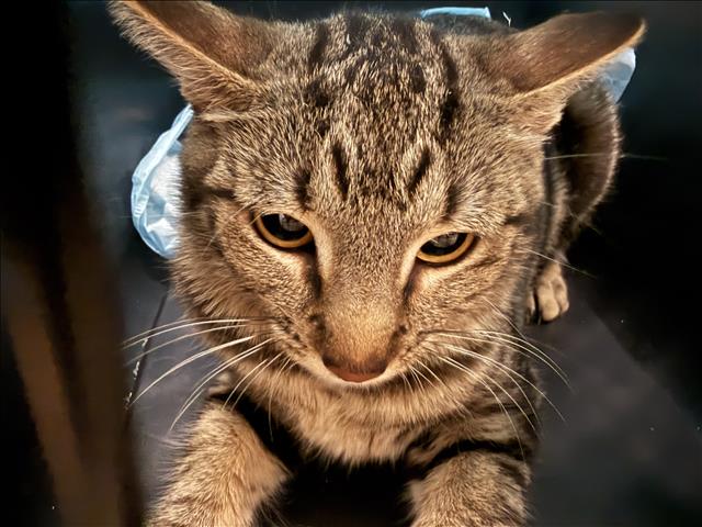 Shelter Stray Female Cat last seen , 14409 Vanowen St, Van Nuys, CA 91405, USA