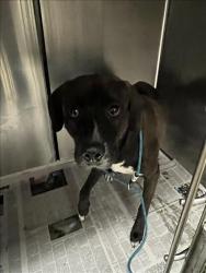 Shelter Stray Male Dog last seen , 14409 Vanowen St, Van Nuys, CA 91405, USA