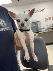 Shelter Stray Female Dog last seen , 14409 Vanowen St, Van Nuys, CA 91405, USA