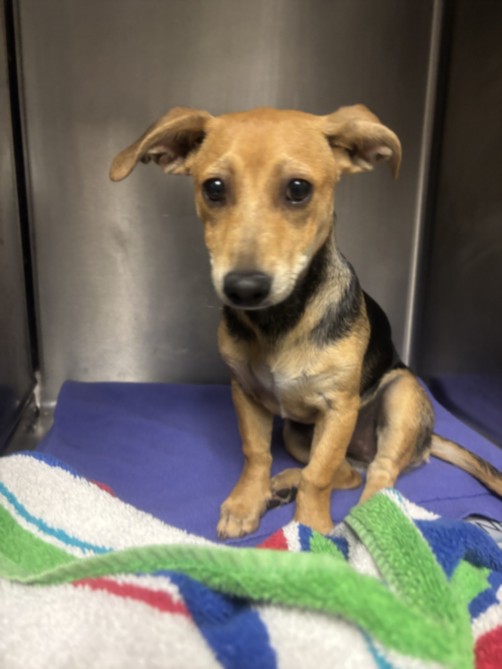 Shelter Stray Male Dog last seen , 14409 Vanowen St, Van Nuys, CA 91405, USA
