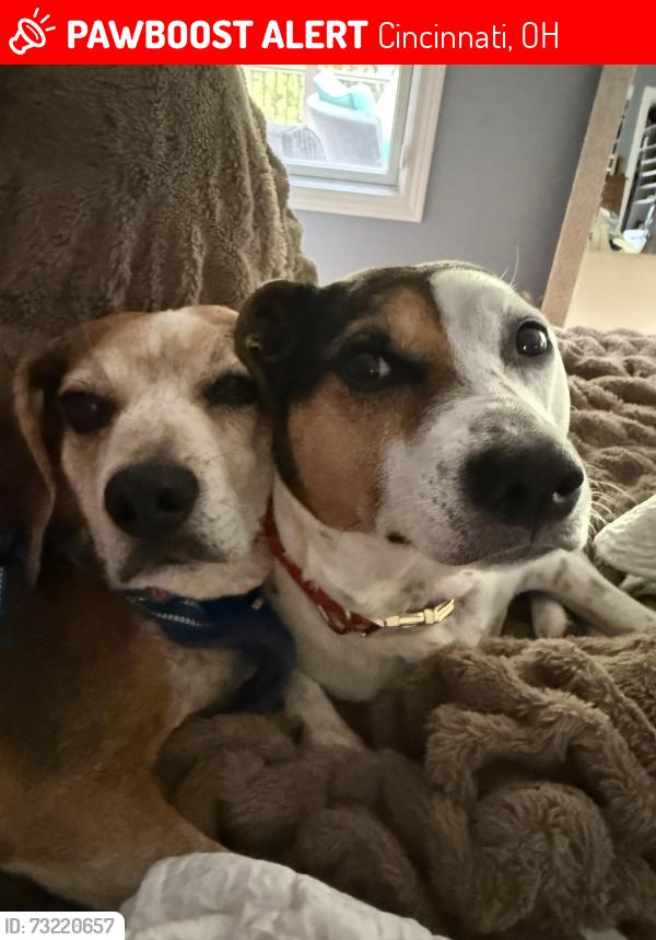 Lost Male Dog last seen Eversole and Salem anc Sutton reds, Cincinnati, OH 45230