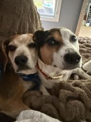 Lost Male Dog last seen Eversole and Salem anc Sutton reds, Cincinnati, OH 45230