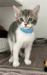 Shelter Stray Male Cat last seen CYPRESS, 16 Barnes Ct, Hayward, CA 94544, USA