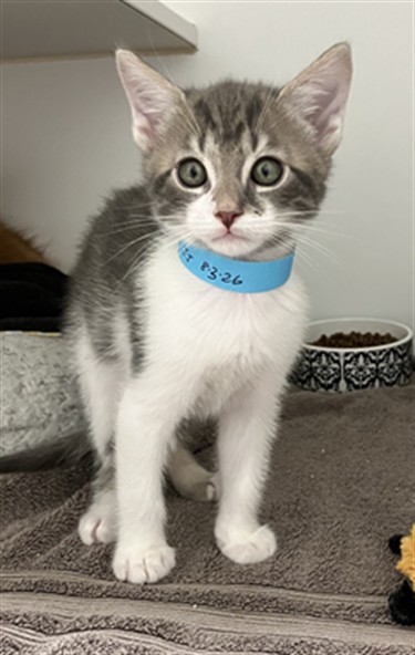 Shelter Stray Male Cat last seen CYPRESS, 16 Barnes Ct, Hayward, CA 94544, USA
