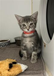 Shelter Stray Female Cat last seen CYPRESS, 16 Barnes Ct, Hayward, CA 94544, USA