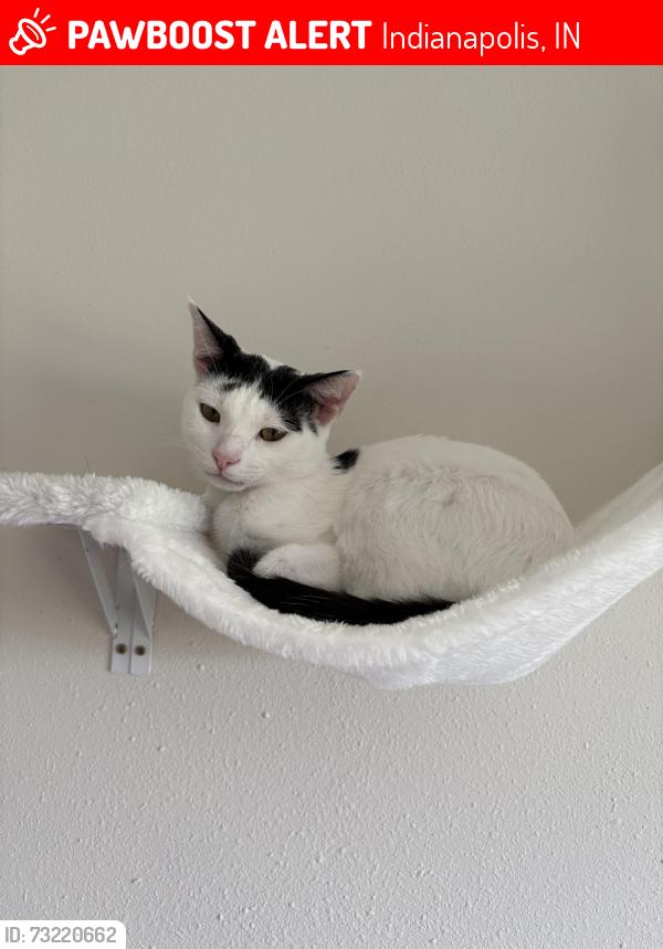 Lost Male Cat last seen County line next to costco, Indianapolis, IN 46237