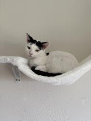 Lost Male Cat last seen County line next to costco, Indianapolis, IN 46237