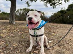Shelter Stray Male Dog last seen , 1850 W 60th St, Los Angeles, CA 90047, USA