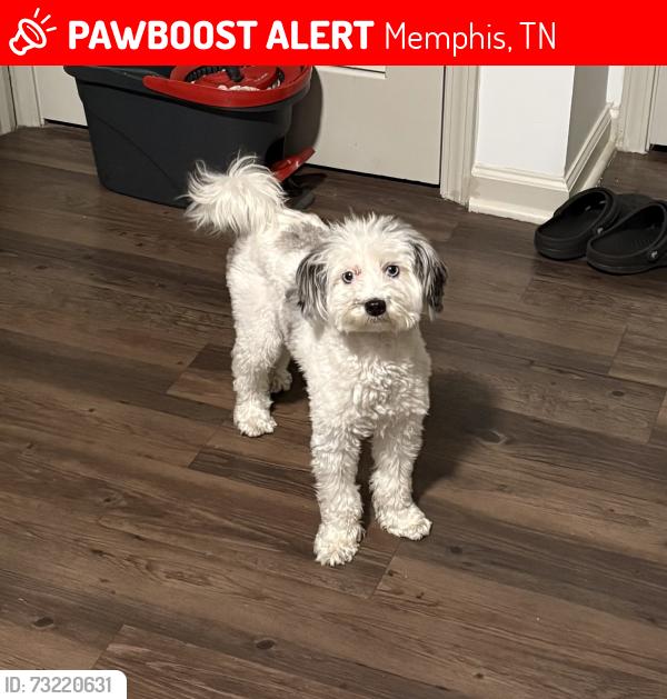 Lost Female Dog last seen Perkins, Memphis, TN 38117
