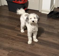 Lost Female Dog last seen Perkins, Memphis, TN 38117