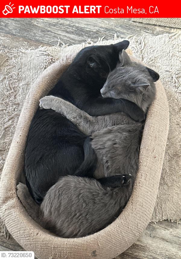 Lost Male Cat last seen Whittier Avenue and 16th Street, Costa Mesa, CA 92627