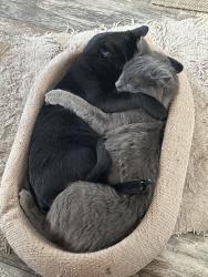 Lost Male Cat last seen Whittier Avenue and 16th Street, Costa Mesa, CA 92627