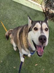 Shelter Stray Female Dog last seen , 1850 W 60th St, Los Angeles, CA 90047, USA