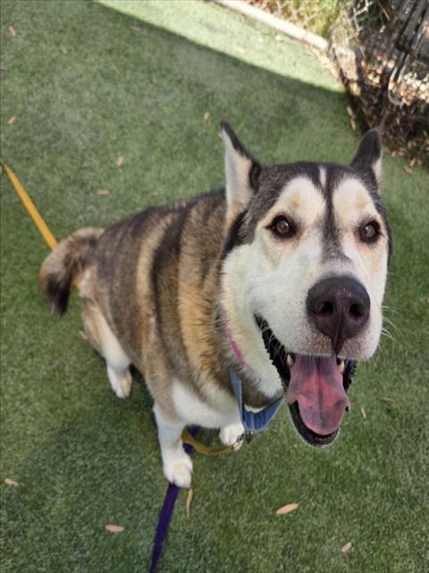 Shelter Stray Female Dog last seen , 1850 W 60th St, Los Angeles, CA 90047, USA