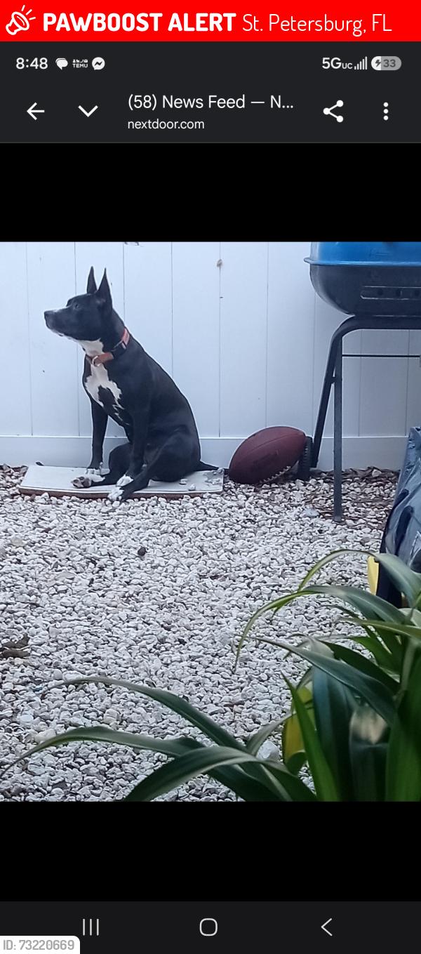 Lost Female Dog last seen 14Ave S 34th Street S, St. Petersburg, FL 33711