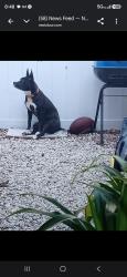 Lost Female Dog last seen 14Ave S 34th Street S, St. Petersburg, FL 33711