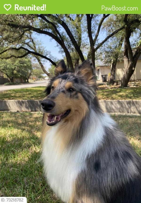 Reunited Male Dog last seen valley trails, San Antonio, TX 78250