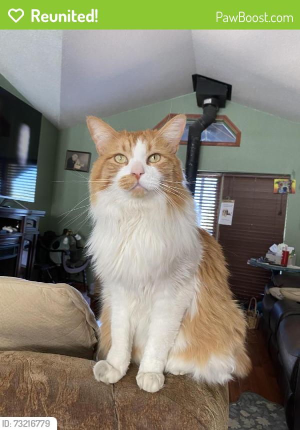 Reunited Male Cat last seen Weaver road Deer park/Nine mile 99006, Deer Park, WA 99006