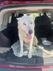 Shelter Stray Male Dog last seen , 1850 W 60th St, Los Angeles, CA 90047, USA
