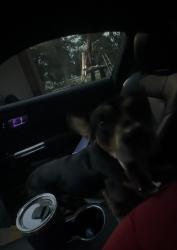 Reunited Male Dog last seen Crossville road, Roswell, GA 30075